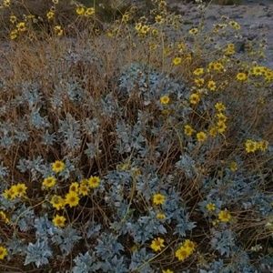 Meet your Posher, Esperanza